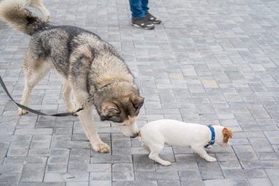 ハスキーと小型犬