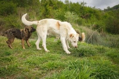 黒い犬と白い犬