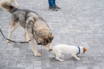 犬が『おしりを嗅ぎ合う』心理3つ　主な理由やワンコ同士がみせる仕草の意味まで
