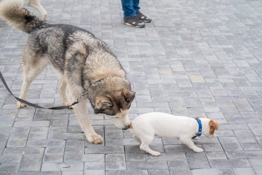 犬が『おしりを嗅ぎ合う』心理3つ 主な理由やワンコ同士がみせる仕草の意味まで