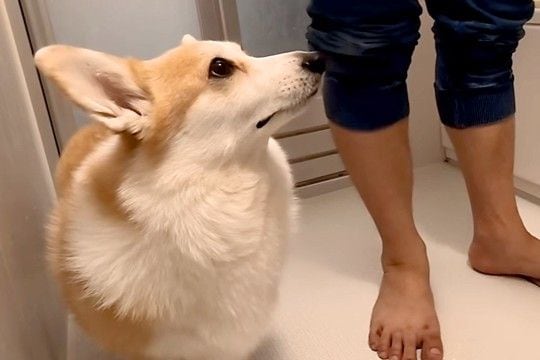 夜中、犬をお風呂に入れた結果→洗い始めた途端に『文句』が止まらなくなって…思った以上の『ブチギレ』に反響「歯ぐきw」「ムキ顔も可愛い」