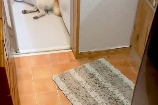 雷が鳴り響く日→『犬の姿が見当たらないな』と思い探した結果、お風呂場で発見して…『まさかの光景』が266万再生「可愛くて草」「愛おしい」