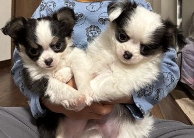 生後60日頃の子犬