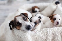 『愛犬の出産』自宅で臨むために飼い主さんがすべき事 ｜出産計画から産後のケアまで【獣医師執筆】