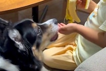 男の子が『犬とバナナをわけっこした』結果→小さい方を選んだので『なんで大きいのをあげたの？』と聞くと…まさかの一言に反響「優しい世界」