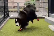 超大型犬が『初めて靴を履いた』結果→ぎこちない歩き方になってしまい…可愛くて面白い『動き』に反響「ドタドタアンヨが可愛い」「お利口さん」