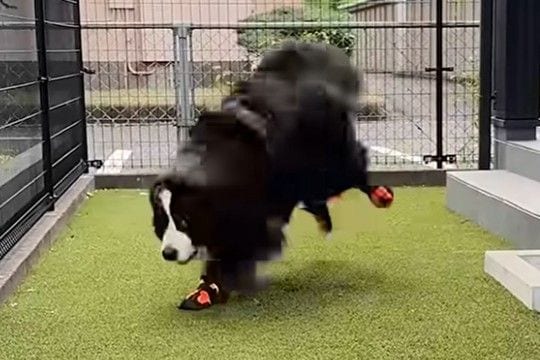 超大型犬が『初めて靴を履いた』結果→ぎこちない歩き方になってしまい…可愛くて面白い『動き』に反響「ドタドタアンヨが可愛い」「お利口さん」