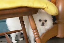 『不機嫌な犬』にしてはいけないタブー行為5選　関係性が悪化する絶対NG行動まで解説