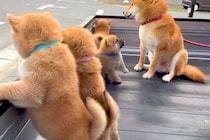 母犬と赤ちゃんワンコが『軽トラの荷台』に乗った結果→通ったら二度見する『尊すぎる警備』が217万再生「可愛いの渋滞」「たまらない景色」