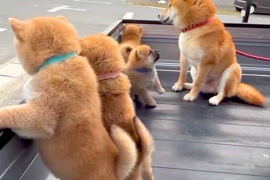 母犬と赤ちゃんワンコが『軽トラの荷台』に乗った結果→通ったら二度見する『尊すぎる警備』が217万再生「可愛いの渋滞」「たまらない景色」