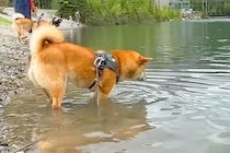 川で遊ぶ『泳いだことがない犬』→突然足場を失ってしまい『大ピンチ』かと思いきや…予想外の光景に反響「必死な顔が可愛いｗ」「頑張ったね」