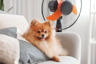 扇風機の前に座る犬
