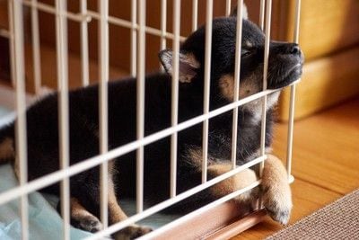 ケージ、顎をのせて寝る黒柴