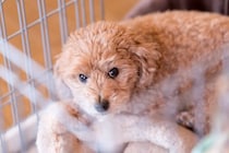 犬が『ケージ』から出てこない4つの心理　狭いところにずっといるときの注意点とは？