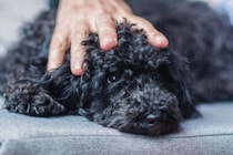 プードルの飼い主さん必見！突然の「黒毛」や「直毛」は病気？【獣医師執筆】