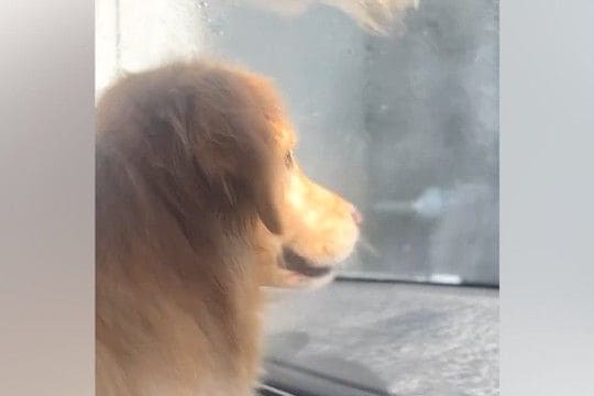 大型犬を助手席に乗せ『洗車機に入った』結果→『怖がるかな』と思ったら…コントのような『まさかの光景』に爆笑「可愛いｗ」「めっちゃ笑った」