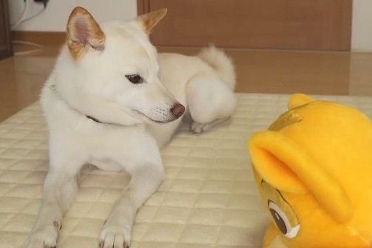 ゲームセンターで取ったぬいぐるみを犬にあげた結果→振り回すので『いじめないで』とお願いすると…愛おしい光景に反響「偉すぎて涙が出そう」