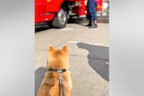 『消防署』が大好きで、いつも離れて訓練を見ていた犬→気づいてくれた『憧れの消防士さん』が…尊すぎる『やり取り』に反響「帰りたくないよね」