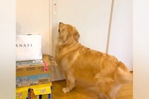 ずっと一緒にいる『2匹の大型犬』が離れ離れになった結果→『再会を喜ぶかな』と思ったら…想像と違う光景が19万再生「入れ替わりｗ」「笑った」