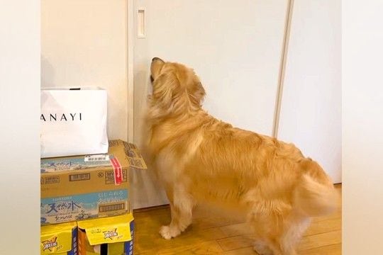 ずっと一緒にいる『2匹の大型犬』が離れ離れになった結果→『再会を喜ぶかな』と思ったら…想像と違う光景が19万再生「入れ替わりw」「笑った」