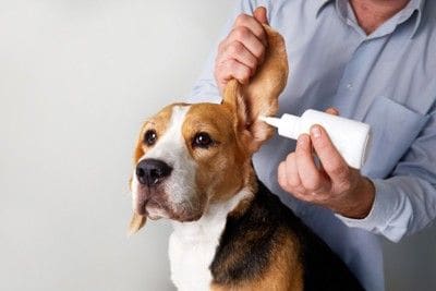 耳掃除中の犬