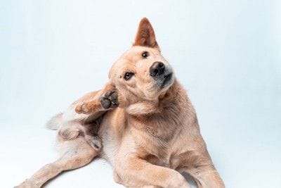 耳を掻いている犬