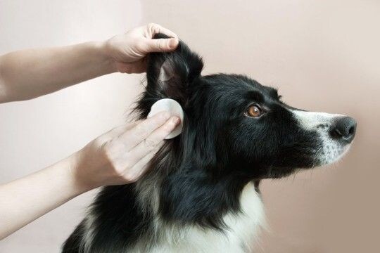 犬の『耳掃除』どうすればいい?飼い主がお手入れするときのタブー行為まで