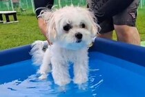 『1年ぶりのプール』に入る犬→『水の中に入れても動かないな』と思ったら…突然『記憶を取り戻す瞬間』が39万表示「あ！って顔ｗ」「可愛い」