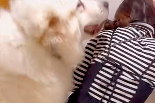 家に妹が遊びにきた結果→超大型犬が『いらっしゃい!』と喜びすぎて…自分のデカさを把握していない光景が10万再生「もはやプロレスで草」