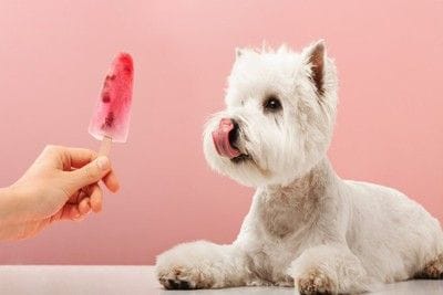 アイスを前に舌を出すウエスト・ハイランド・ホワイト・テリア