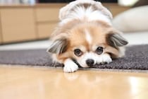 犬に絶対与えてはいけない『夏の食べ物』6選　誤って食べてしまった場合の危険な症状まで