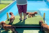 初めてプールに遊びにきた5匹の犬→『水を怖がって泳げないかな』と思っていたら…可愛すぎる光景が10万再生「みんな凄い」「一生懸命で最高」