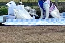 ドッグランに来た大型犬→『大はしゃぎするかな』と思ったら…完全に立場が逆な『まさかの光景』に反響「忠実な番犬ｗｗ」「人間が走るのか…」