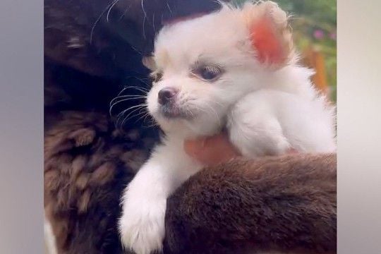 大きな犬には強気な犬に『小さな子犬を見せてみた』結果…守らなければいけないと理解している『尊い光景』が30万再生「愛情深い」「いい子」