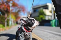 犬が『散歩に行きたくない』と言っているサイン5つ　なぜ嫌がるの？外に慣れさせるコツまで