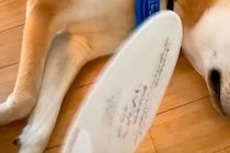 犬が暑そうにしていたので『うちわ』であおいであげた結果→気持ちよくなってきて…あまりにも『尊い表情』に反響「なんていい笑顔」「幸せだね」