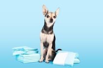 犬の『ペットシーツ』活用方法6選　意外と知られていない暮らしの中で役立つアイデアとは？