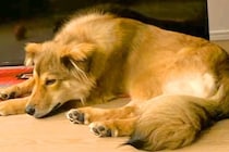 保護犬を飼った初日『いつでも逃げれる寝方』をしていて…愛情を与え続けた結果→感動的な『現在の寝相』に反響「愛されてる顔」「幸せで嬉しい」