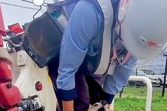 『郵便配達員』と遭遇した犬→赤ちゃんの頃から仲良しで…もはや仕事にならない光景が54万再生「足にめり込めそうw」「配達員さんも嬉しい」