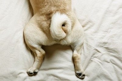 おしり、巻き尻尾
