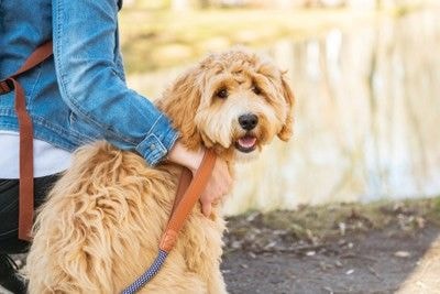散歩中に飼い主の隣で後ろを振り向くラブラドゥードル