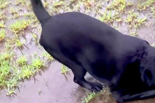 50分の散歩をしたあと『水たまり』を発見した大型犬…思わず同情する『まさかの行動』に反響「やってくれましたねw」「問題児っぷりが魅力」