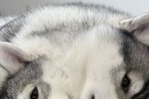 2匹のハスキー犬が『ぴったりくっつき過ぎた』結果→完全に一体化して…『衝撃的な光景』に13万いいね「境目がわからんｗｗ」「一瞬ビビった」