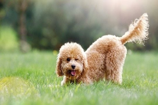 犬が『しっぽを振っている』ときの心理3選 しっぽの動きから愛犬の感情を読み取る方法とは?