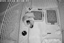 深夜3時、寝ている犬の様子をカメラで撮影してみた結果→お水のお皿に頭を…予想外だったハプニングが15万再生「帽子で草」「プハッｗｗ」