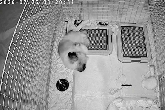 深夜3時、寝ている犬の様子をカメラで撮影してみた結果→お水のお皿に頭を…予想外だったハプニングが15万再生「帽子で草」「プハッww」