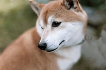 犬には『霊感』があるの？愛犬は見えない何かを感知している？異様な行動の意味まで解説