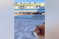毎日のように電車を眺める『鉄オタ犬』→見つめていたら『気付いてくれた車掌さん』が…まさかの『神対応』が9万再生「大好きなのね」「感動」