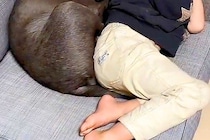 『やけに男の子と犬が静かだな』と思い、様子を見に行った結果→ふたりともソファにいて…尊すぎる光景が19万再生「もう兄弟」「手がたまらん」