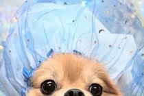 トリミング後に撮影してもらった犬→友人に見せると『オペ中の赤ちゃん』と言われ…納得せざるを得ない一枚に2万いいね「意味不明で草」「顔ｗ」
